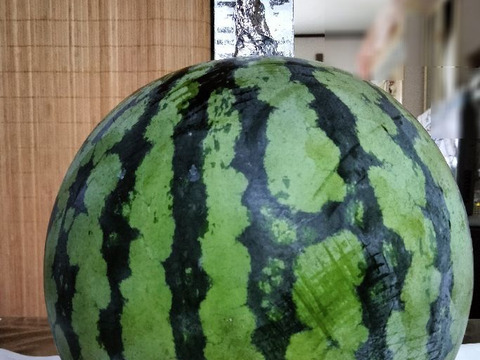 兵庫産夏武輝 中玉スイカ1玉　ご家庭用①