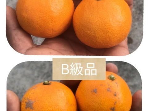 【B級品セット】幻の高根島みかん5kg+瀬戸田産レモン1kg