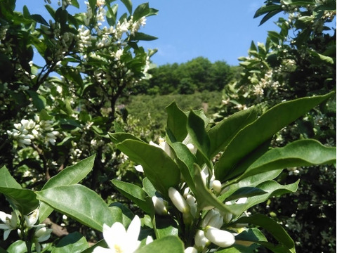 セミノール【数量限定】3.3kg（箱込）