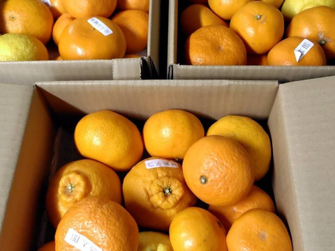 【柑橘食べ比べ】【３箱まとめ買い】甘～いみかん！旬のこだわり柑橘をまるごと楽しむ！３～５種入り！何の品種が入っているかは「お楽しみかん」 ご家庭用　約2kg入３箱セット　【商品番号】【999-3】