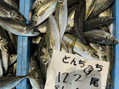 【期間限定】どんちっちアジ/高級ブランド/脂質10％/以上/トロアジの最高峰/1000g前後【2026新物】