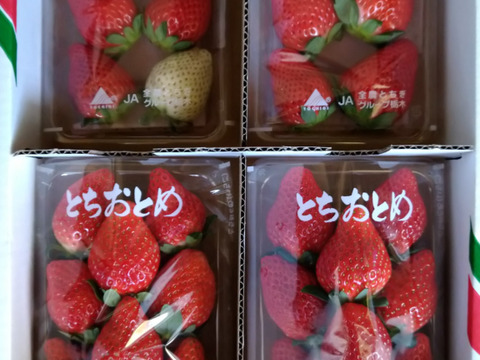 とちおとめとスカイベリー、白いちごの食べ比べセット
【いちご食べ比べ】