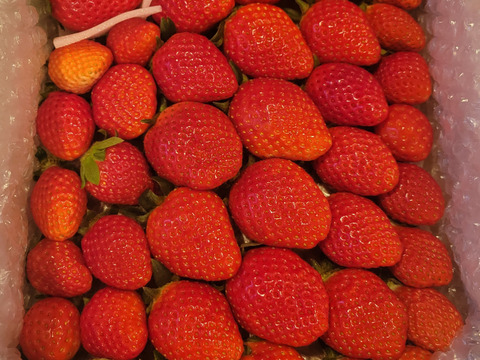 トクトク🍓いちごの宝石箱 朝摘み完熟❤️酵素栽培のこだわりいちご (２〜３月発送) 【いちご 食べ比べ】：栃木県産のとちおとめ｜食べチョク｜産地直送(産直)お取り寄せ通販 - 農家・漁師から旬の食材を直送