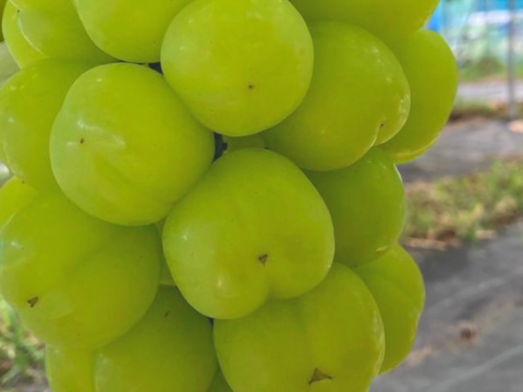 《おすすめ》プリっと可愛い、瀬戸ジャイアンツ2房