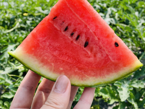 タネ小さく食べやすい！小玉スイカ「ピノガール」3玉約9キロ