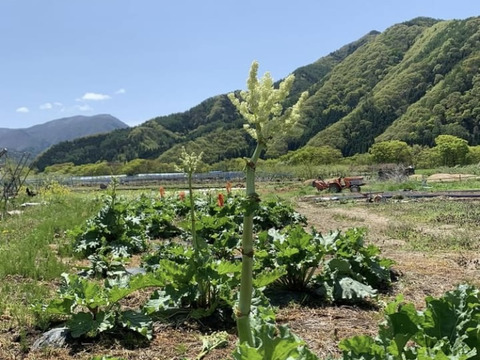 信州産 ルバーブ ミックスカラー 冷凍1キロ クール冷凍便発送