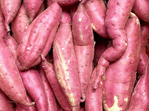 訳ありでもホクホクむっちり！「栗かぐや」色々なサイズ入り 3キロ箱