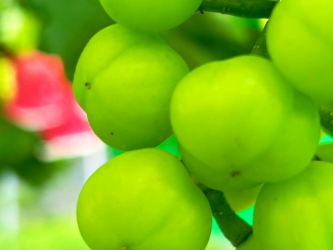 《おすすめ》プリっと可愛い、瀬戸ジャイアンツ2房