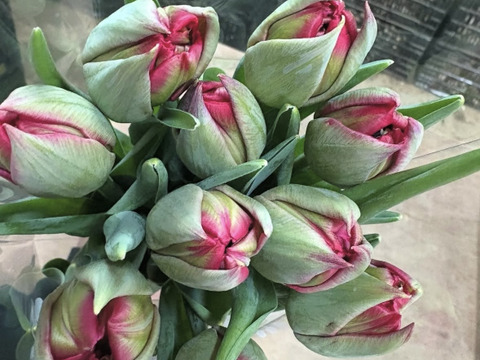 【期間限定】日持ち処理済！新潟の『チューリップ』切花（桃/赤）各10本