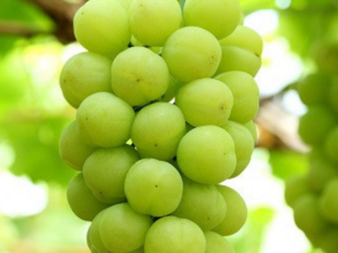 【贈り物に】白の極み – 贅沢な白ぶどう食べ比べ3種