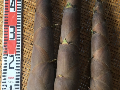 兵庫産たけのこ（はちく）2.6ｋｇ【最短発送】