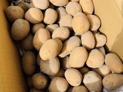 農薬化学肥料不使用　新じゃがインカのめざめ＆ローズマリー少量