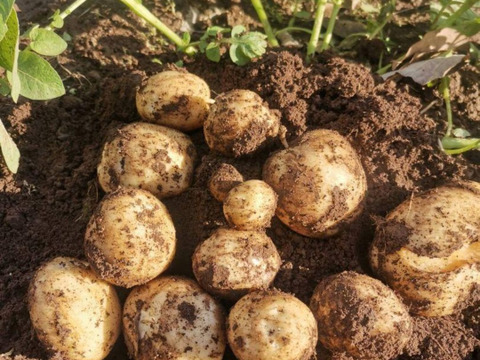 島育ちのじゃがいも食べ比べ！デジマ＆グランドペチカ　計２kg