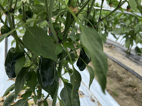 【淡路島より旬をお届け】どーんとなす　水ナス　ピーマン 【朝どれ！新鮮！！】