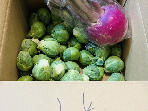 革命児！ふわ甘～芽キャベツ　1kg