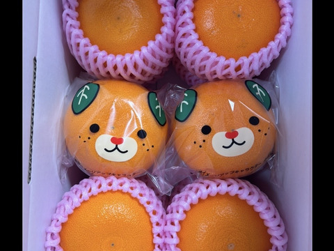 柑橘の大トロせとか　12個入り