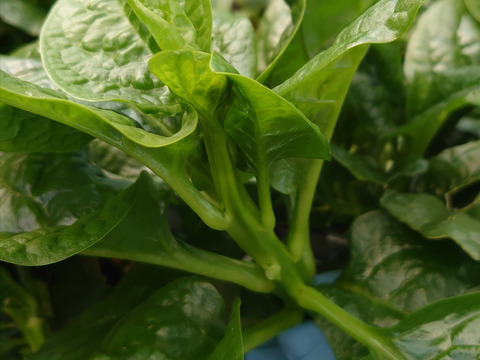 «専用品»ツルッと😋【つるむらさき】１㎏ 🌱南房総から🌴🌱スタミナ野菜✨