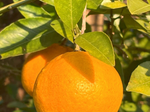 訳あり品 ややキズあり 甘酸っぱい！ 香酸柑橘 伊勢志摩産 1個約250g×6個入り