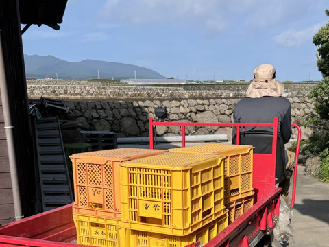 可愛い見た目とたくましさ｜島原育ちの濃厚バターナッツかぼちゃ｜繊維少なめでスープ・ポタージュに最適｜3個 約2kg