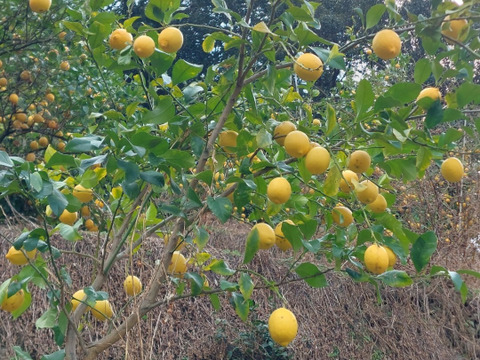 段々畑のレモン【希少な国産】2kg（箱込）