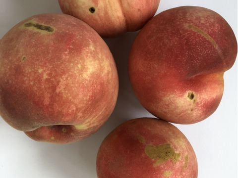 桃「玉うさぎ」家庭用5kg（10〜18玉）