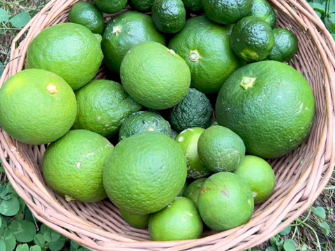 【農薬不使用】香酸系柑橘おまかせセット800g