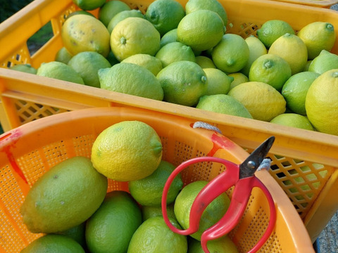 段々畑のレモン【希少な国産】2kg（箱込）