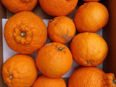 農家直送！しらぬい　2.5kg  【平武農園】〜蛍飛ぶ町から旬の便り〜　和歌山｜有田｜田口｜ギフト