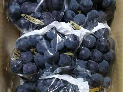 ✨🍇今が旬の露地栽培巨峰✤種有無混🍇✨
　　　巨峰４〜５房/中サイズ約1.7kg位