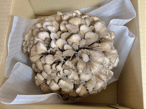 香り高い！肉厚の【まいたけ】（ご家庭用・贈答用　1株　650ｇ以上）