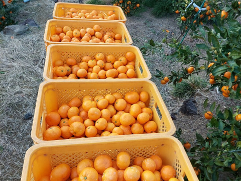 有田みかん【小粒小玉】3.3kg（箱込）