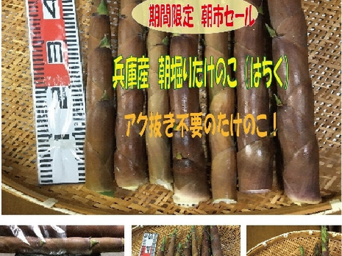 たけのこ　愛媛県産　箱込み約2.7キロ　1月4日掘り たけのこ 愛媛県産 箱込み約2.7キロ 1月4日掘り - 野菜