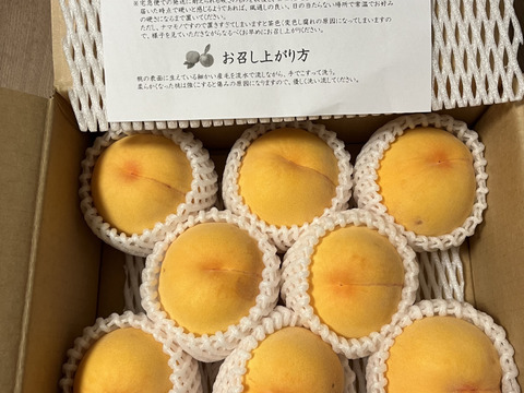 希少品種が入るかも！【品種おまかせ🍑黄桃】訳あり2kg ※8～10月発送