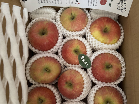 【自然栽培🍀固定種80サイズ】朝採り新鮮！旬菜セットM（３〜５人様向け）