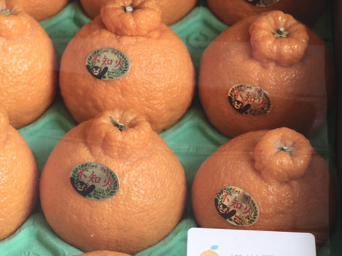 デコポン発祥地から不知火３kg（贈答用相当）　〜雑誌「MORE」に掲載されました〜