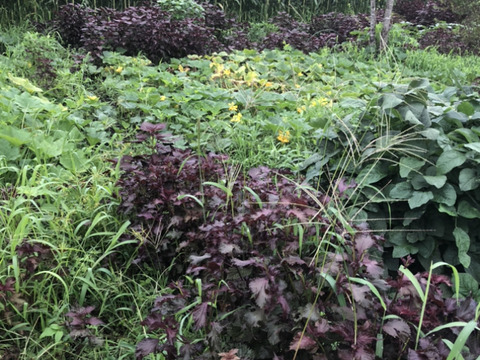 赤紫蘇1キロ＋季節の採れたて夏野菜詰め合わせセット通年農薬不使用