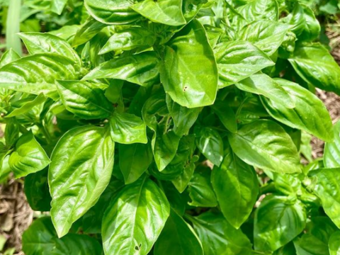 【朝取りフレッシュバジル！！】300ｇ農薬肥料不使用！！