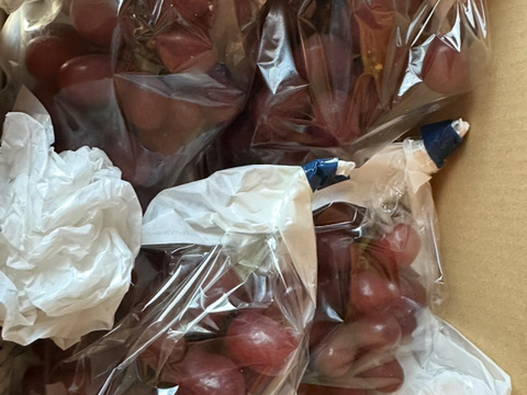クイーンセブン　種なし皮ごとブドウ　希少品種！数量限定 房サイズ不揃い(3〜5房 約1kg)