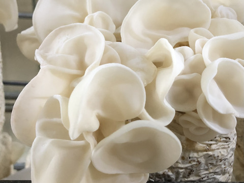 【食べ比べ】コリコリ★プリプリ☆徳島県産乾燥きくらげ白黒30g×6