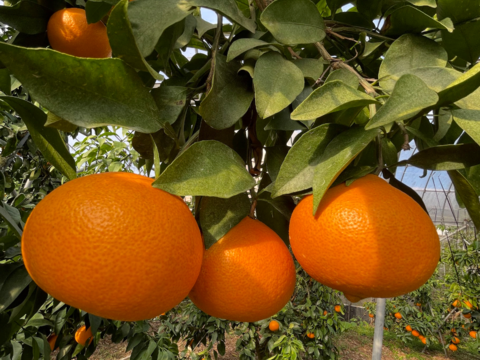 ゼリー食感！愛媛の乙姫！　まどんな　秀優品込み　おすすめ4.5kg