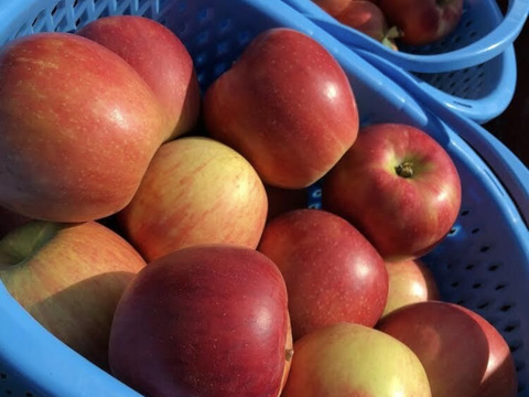 [9月上旬発送] たっぷり果汁と優しい甘み　KimuraFarm謹製　葉とらずつがる　3kg