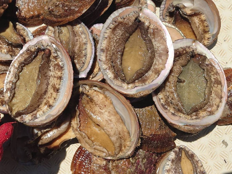 徳島県産！天然！メガイ　アワビ！1キロ！