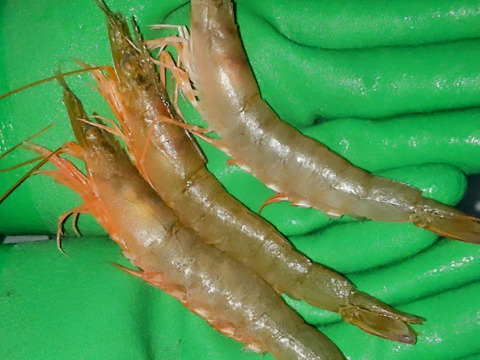 活〆シラサエビ約500㌘小サイズ