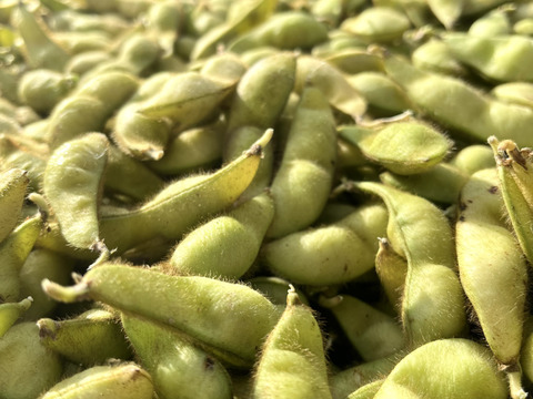 愛知県産  丹波黒豆枝豆約500g