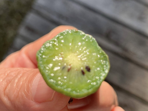 濃厚！甘酸っぱ～い『ベビーキウイ』家庭用 140g