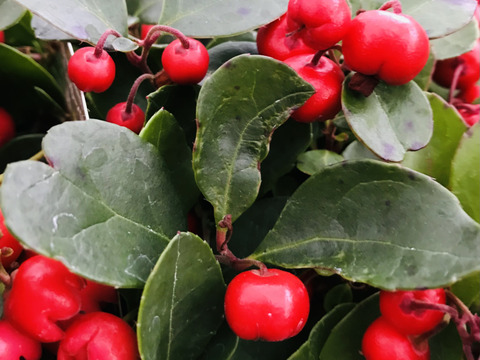 〜優しい空間を〜苔玉チェッカーべリー