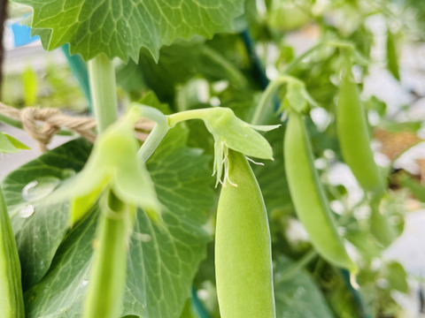 ≪予約商品≫☆有機JAS認証☆スナップえんどう１kg【5月発送予定】