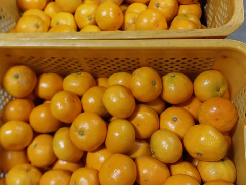 有田みかん【Lサイズ】5 kg（箱込）