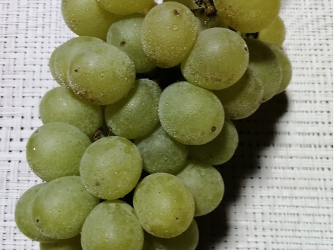 ✨🍇第一弾　2024ぶどう3種食べ比べセット🍇✨
　　　紅伊豆　・　ハニービーナス　・　巨峰
【ご家庭用・中房各１房入・計約1.3㌔位入】