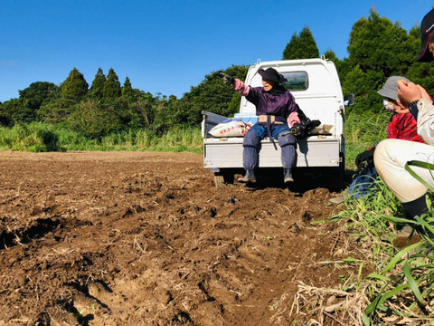 種子島産　希少品種　安納黄金いも　10㎏